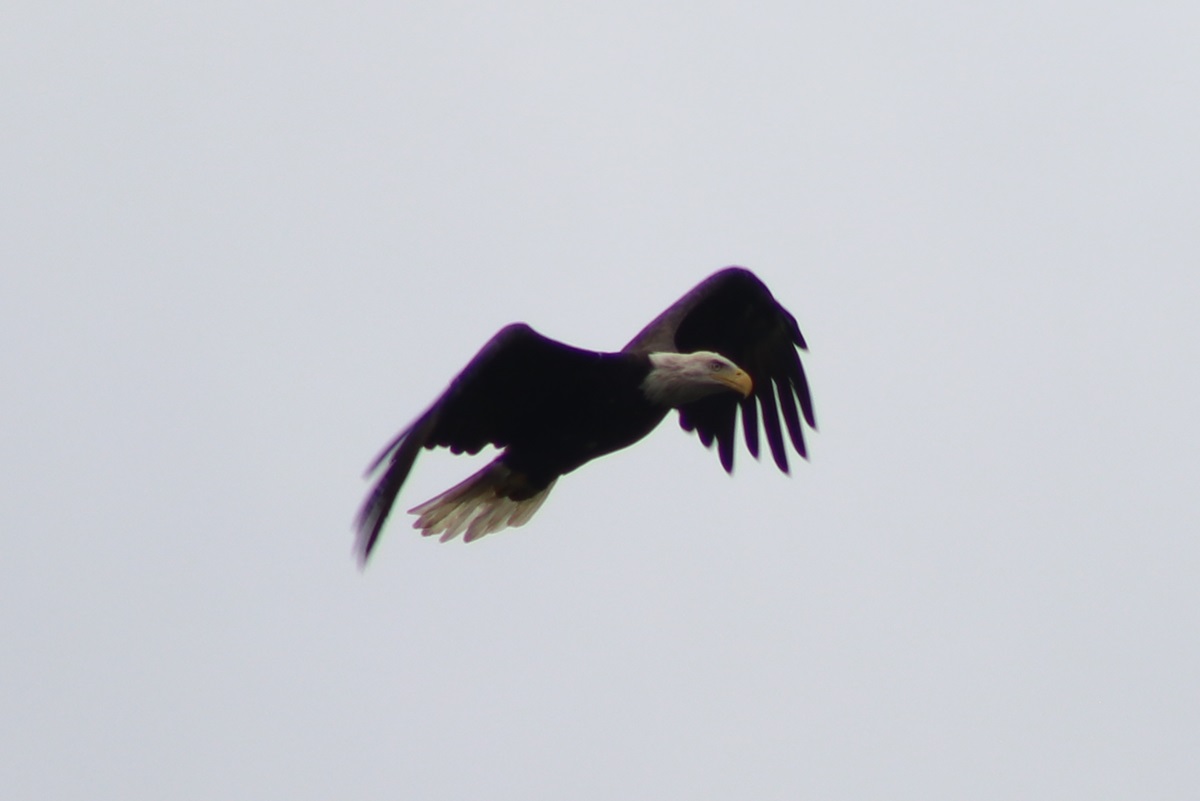 Bald Eagle (Haliaeetus leucocephalus)