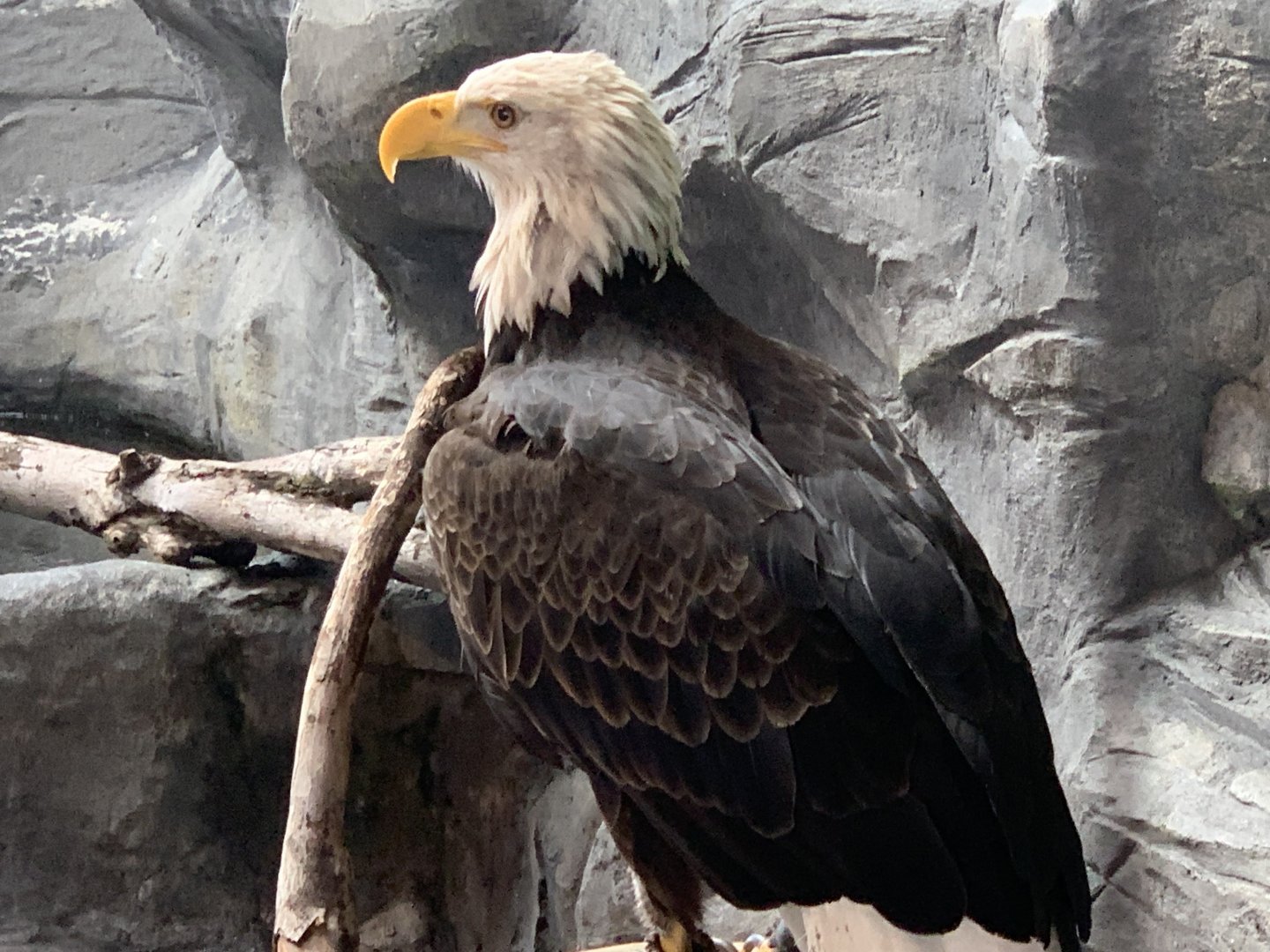 Bald Eagle (Haliaeetus leucocephalus)