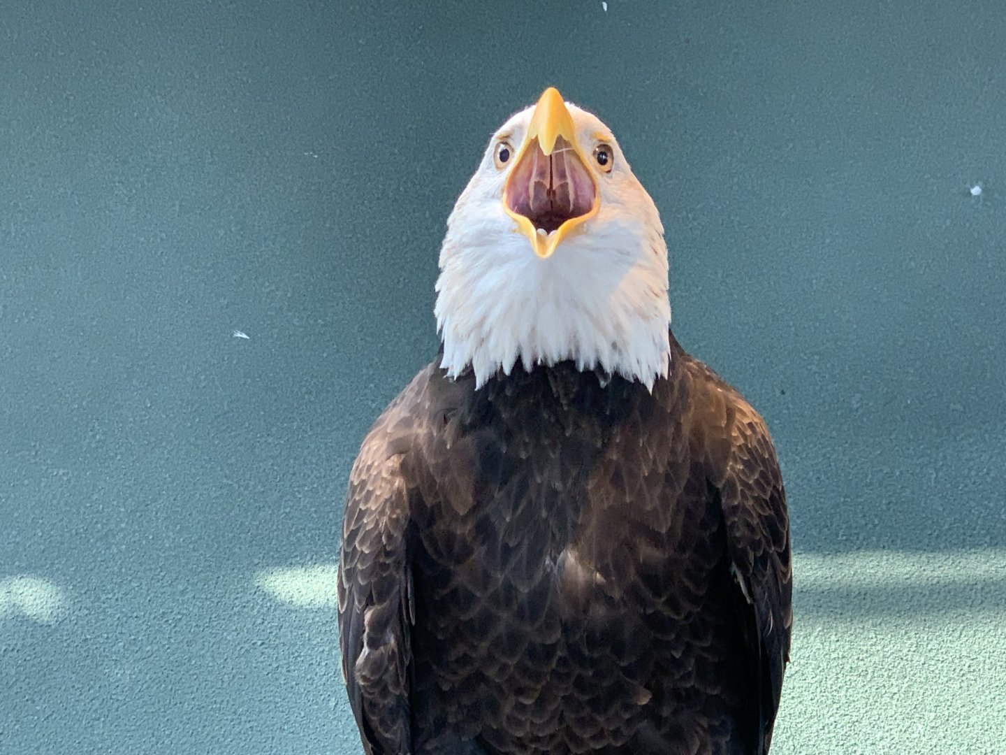 Bald Eagle (Haliaeetus leucocephalus)
