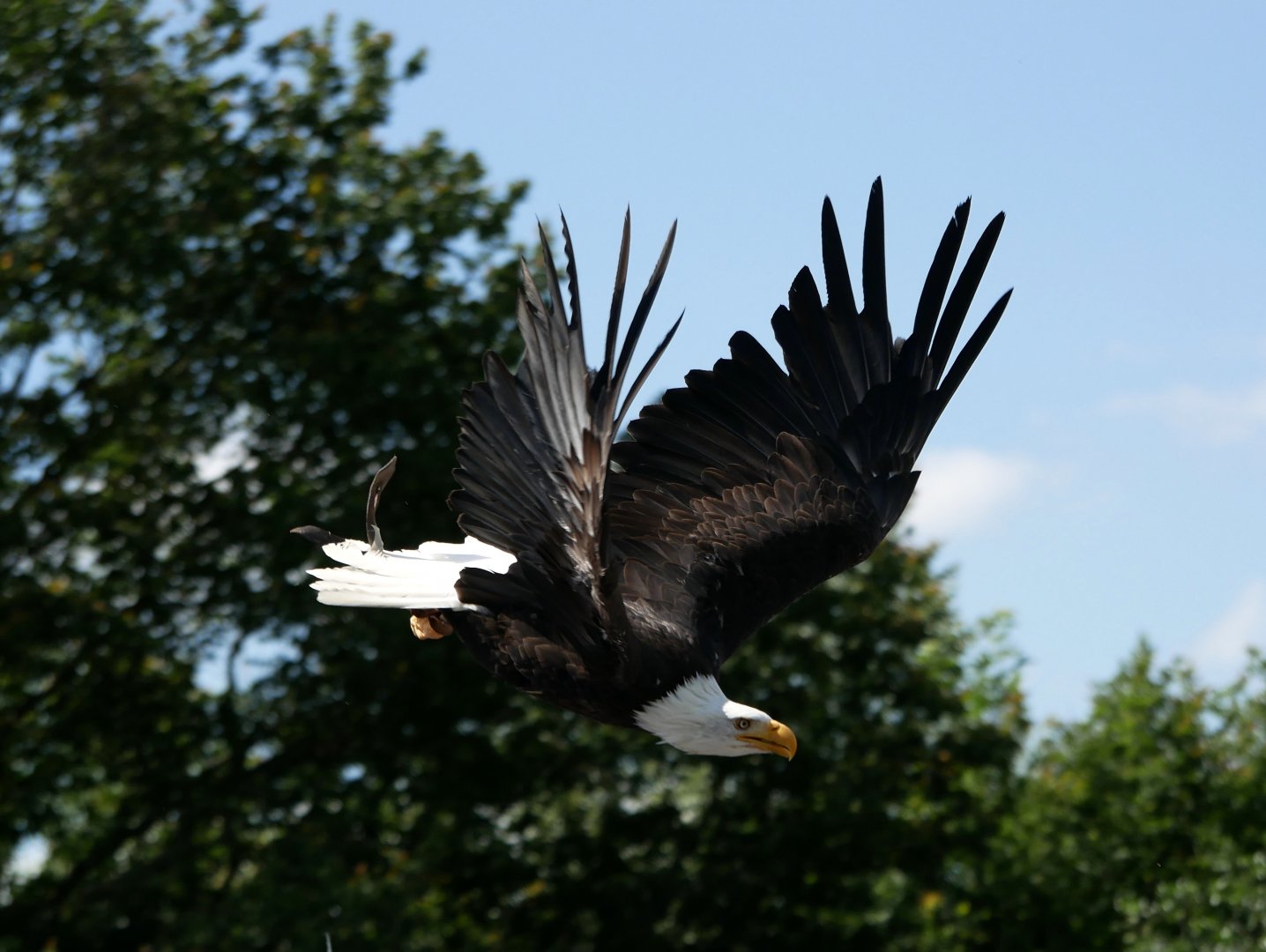 Bald eagle (Haliaeetus leucocephalus)