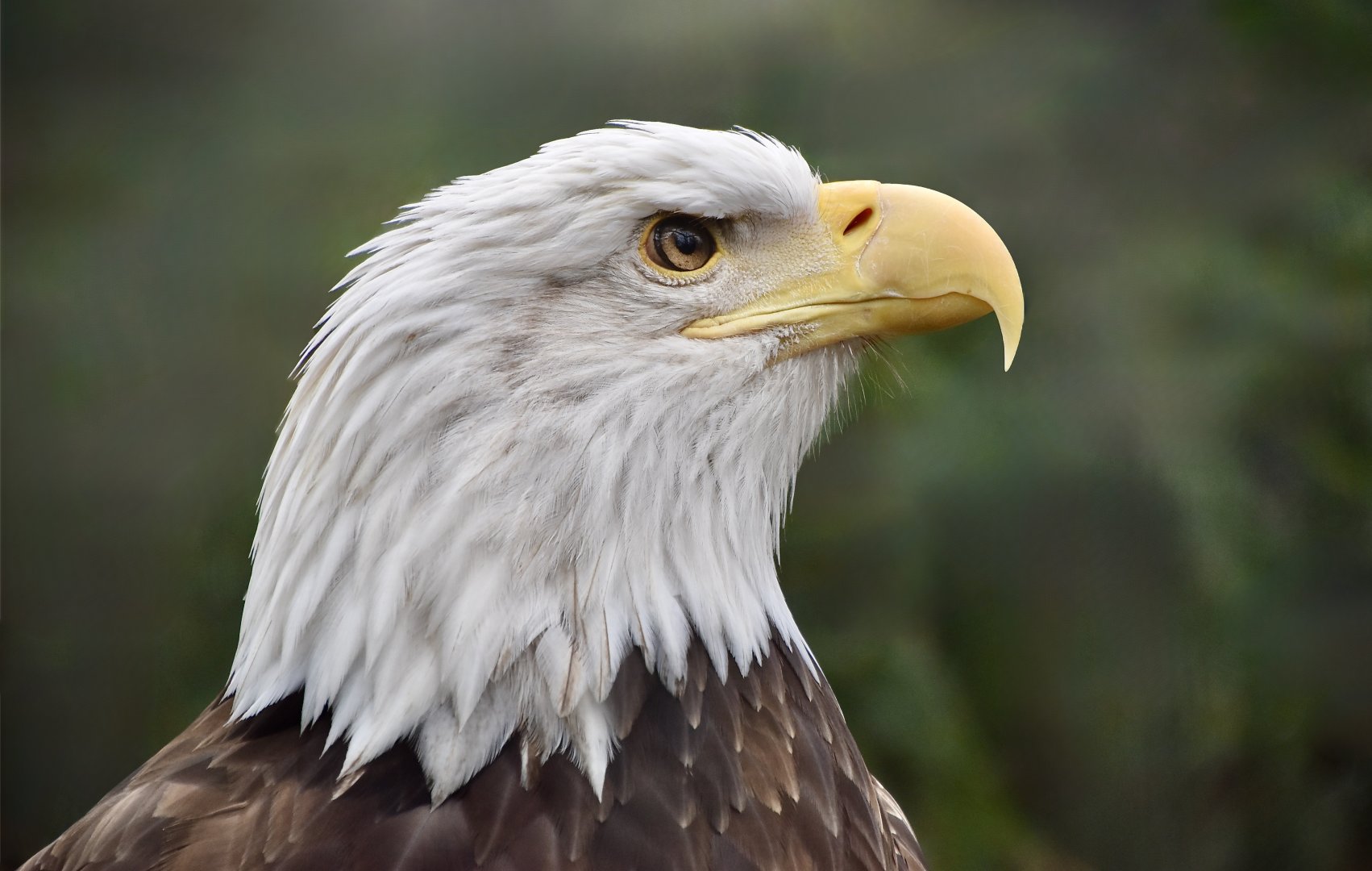 Bald Eagle (Haliaeetus leucocephalus)