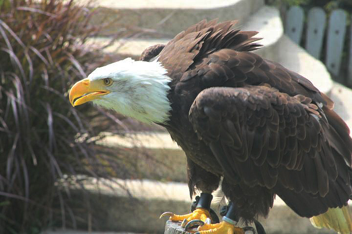 Bald eagle (Haliaeetus leucocephalus)
