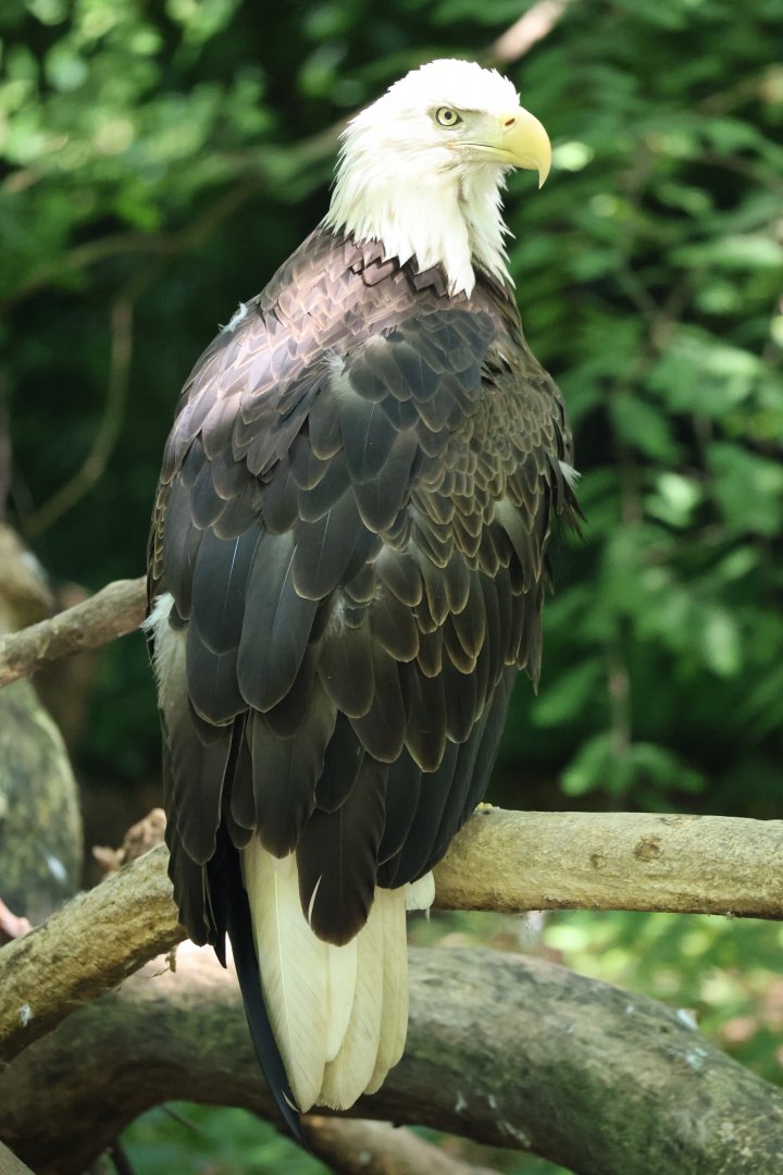 Bald eagle (Haliaeetus leucocephalus)