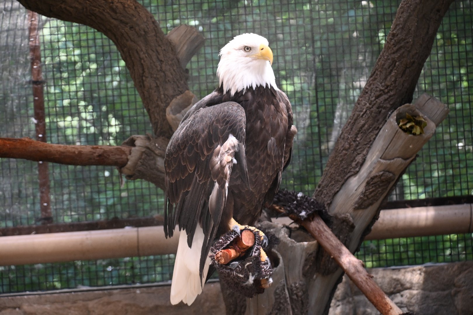 Bald eagle (Haliaeetus leucocephalus)