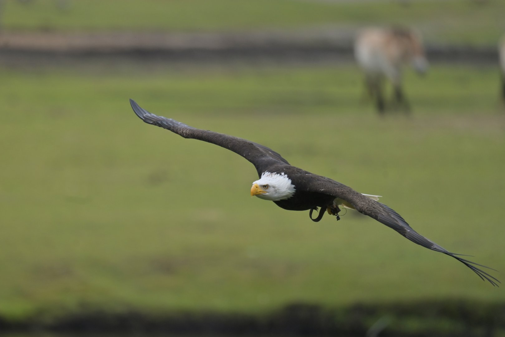 Bald eagle (Halieaeetus leucocephalus)