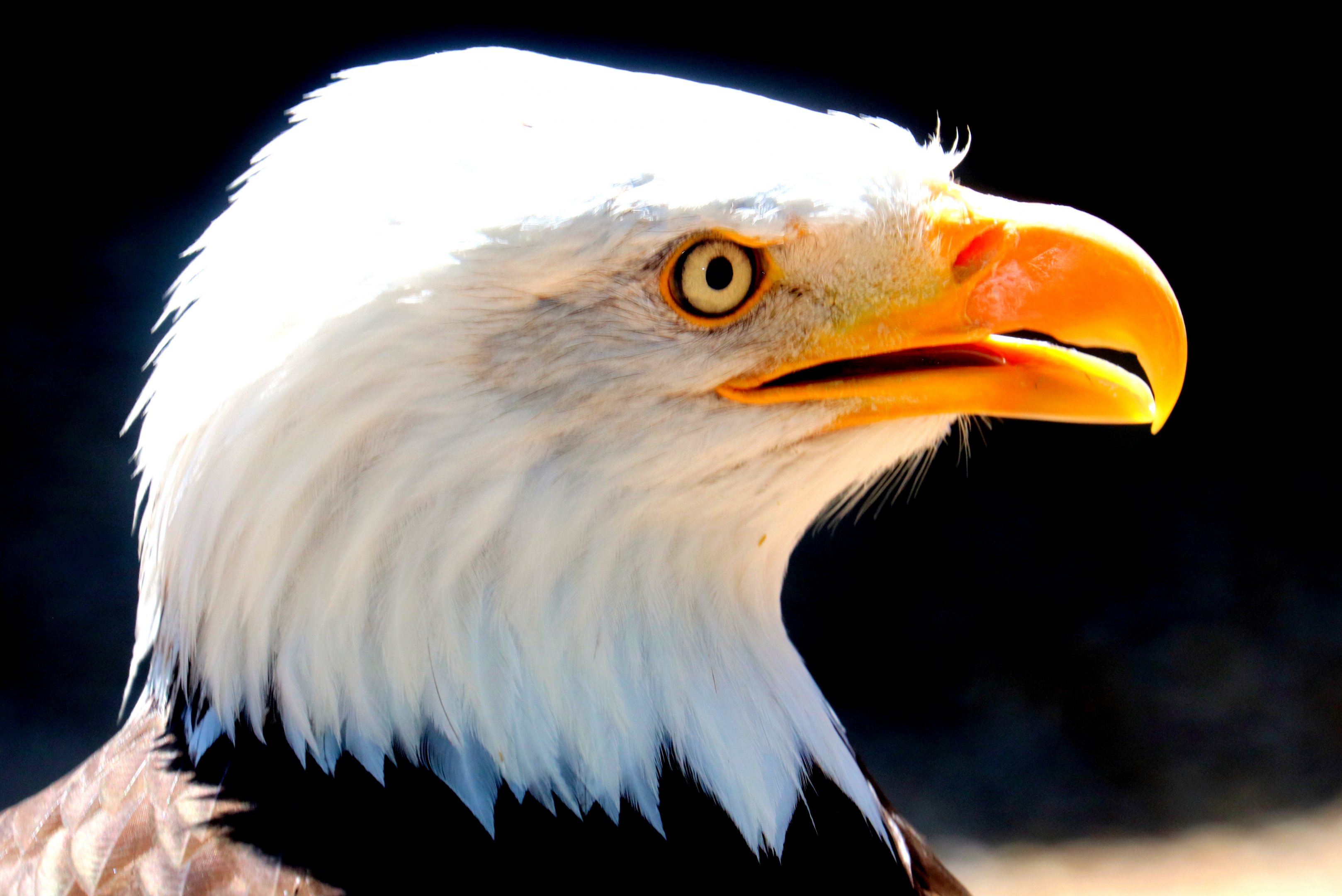 Bald eagle; Hawk Conservancy; 15th July 2019