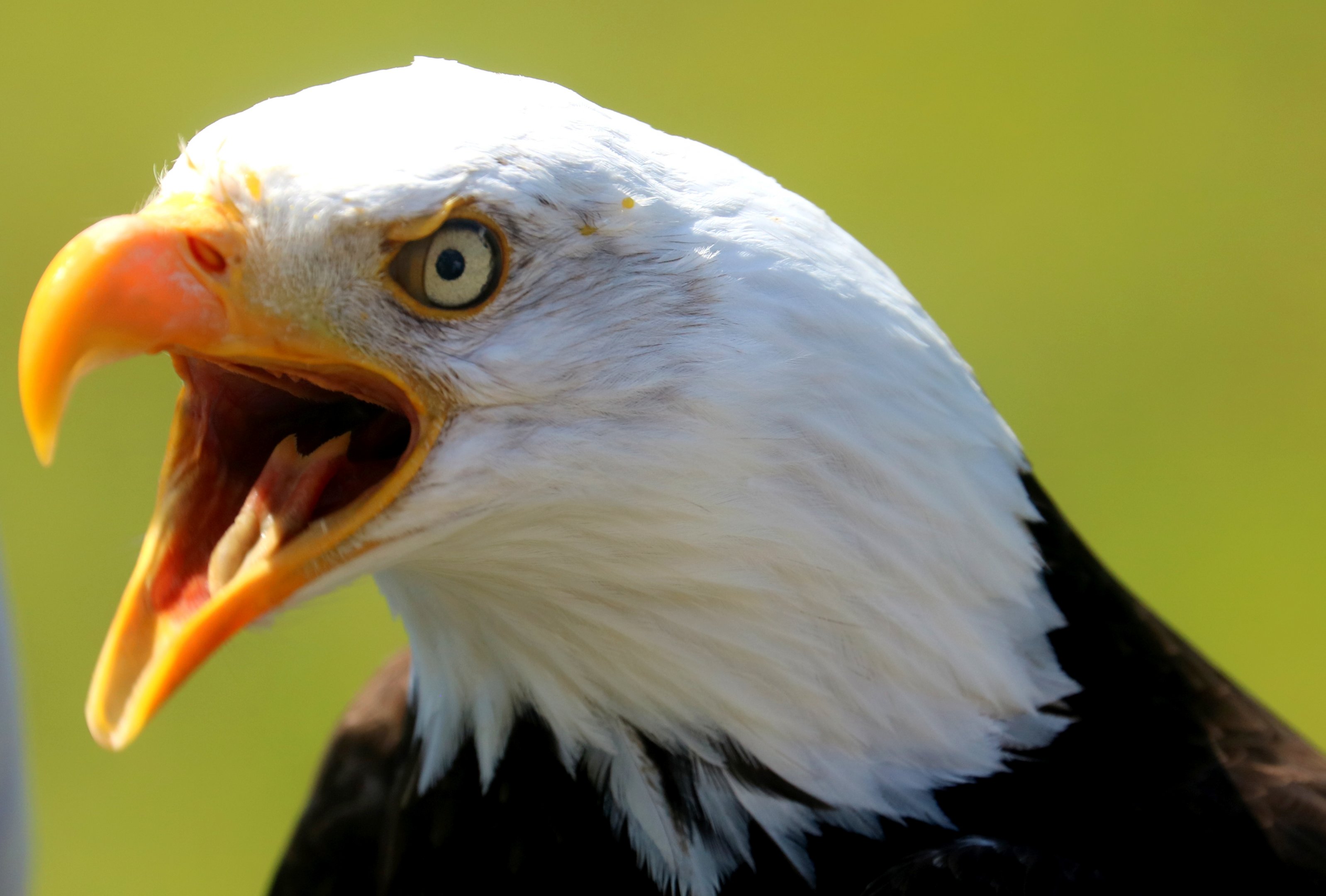 Bald eagle; Hawk Conservancy; 15th July 2019