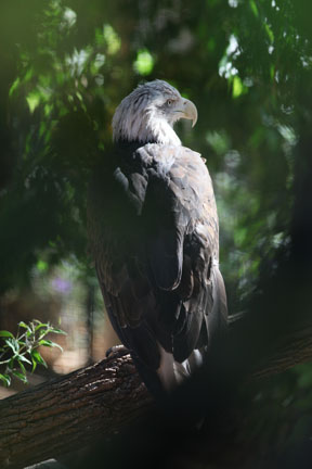 bald eagle in childrens zoo