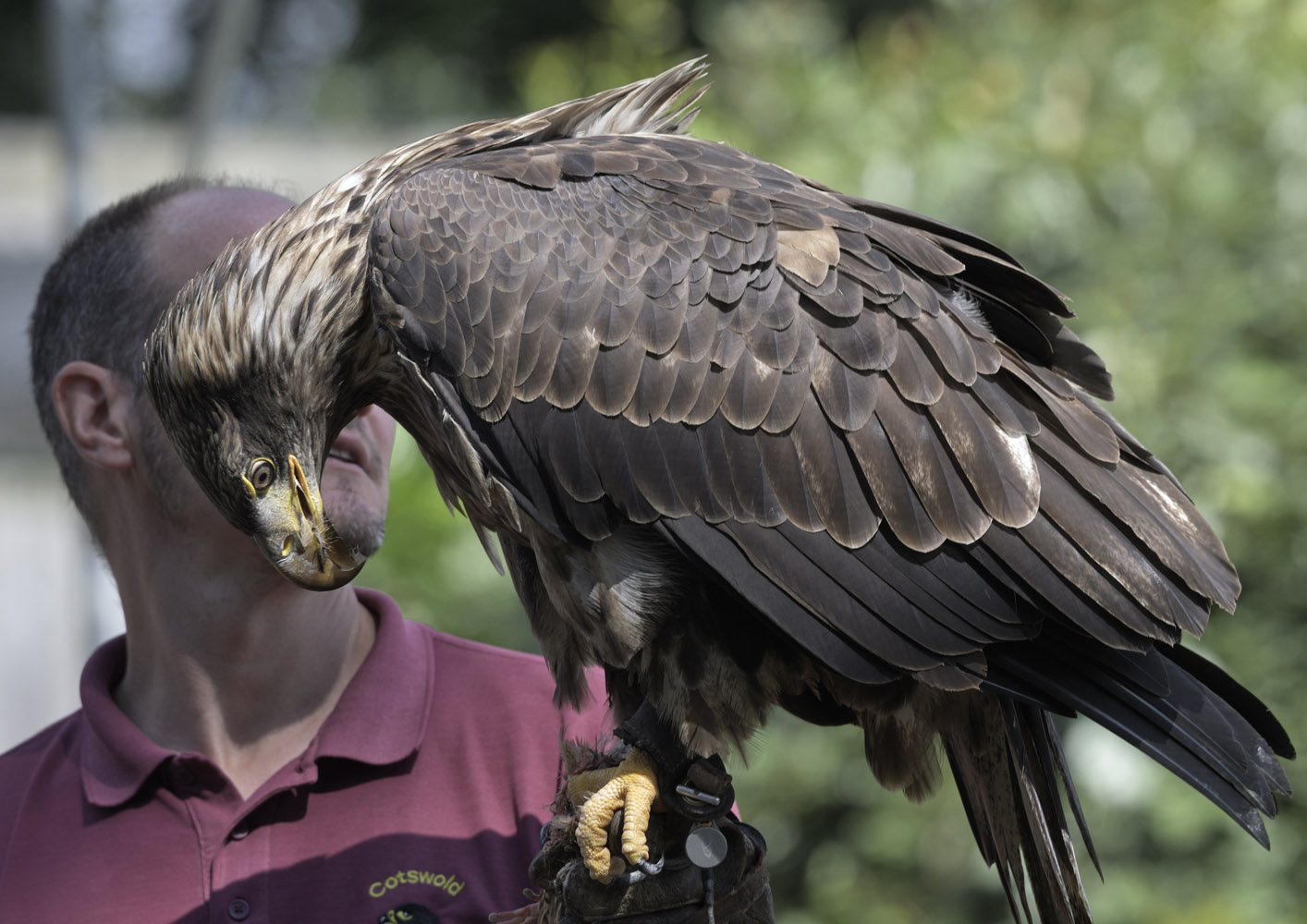 Bald eagle in falconry show