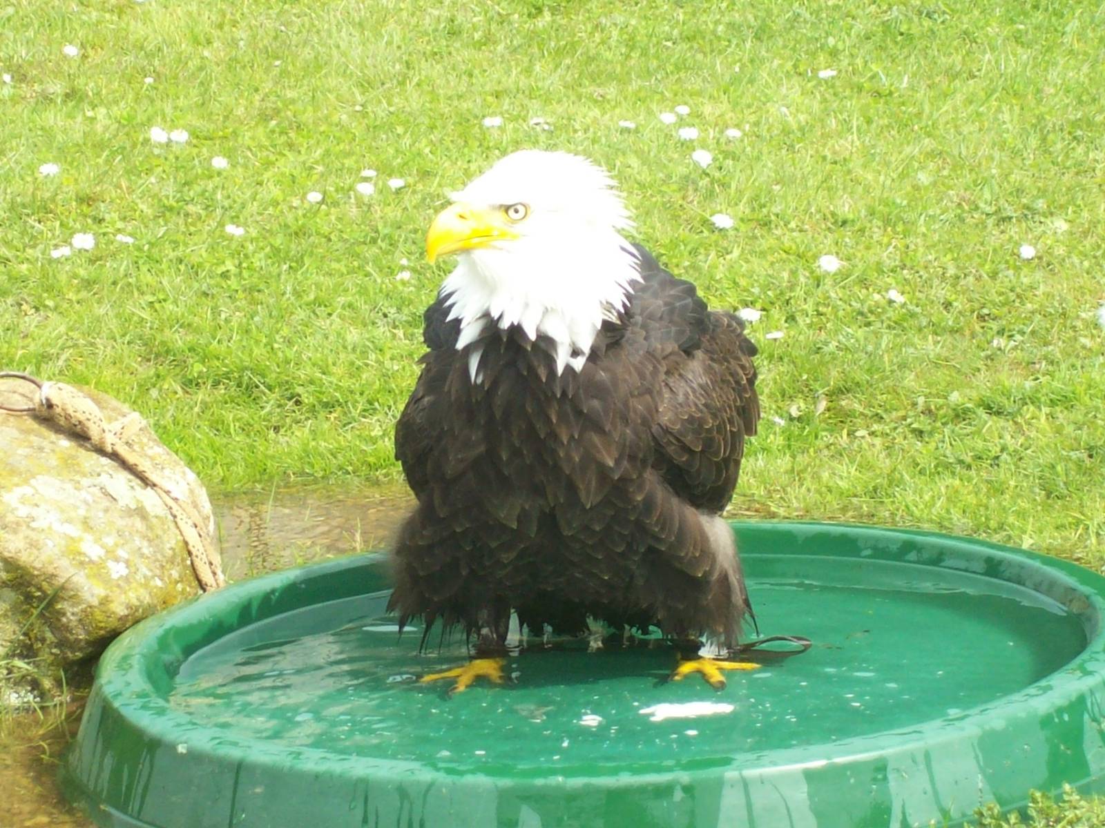 Bald eagle in pond