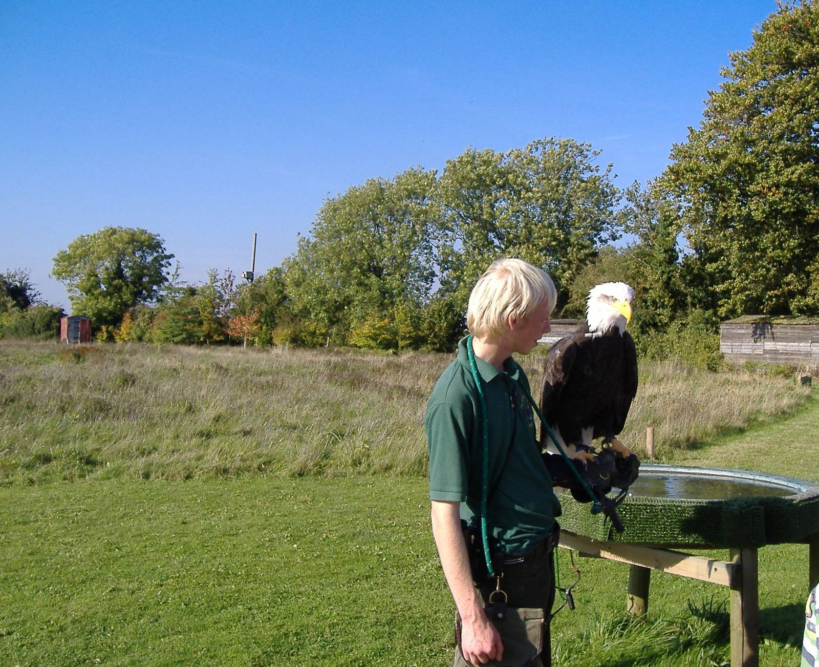 Bald eagle in Reg's Meadow at The Hawk Conservancy in Andover, 12 October 2