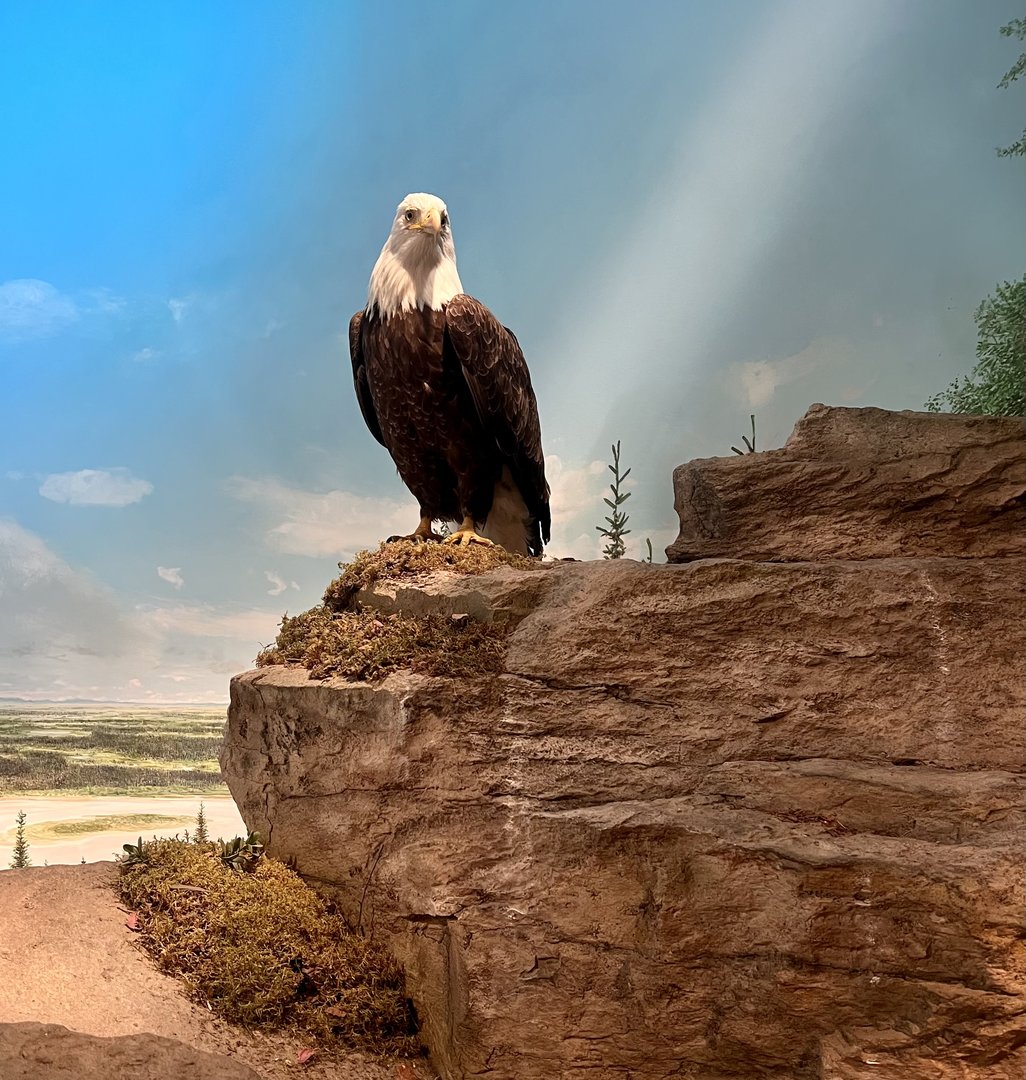 Bald Eagle - Interior Alaska Diorama