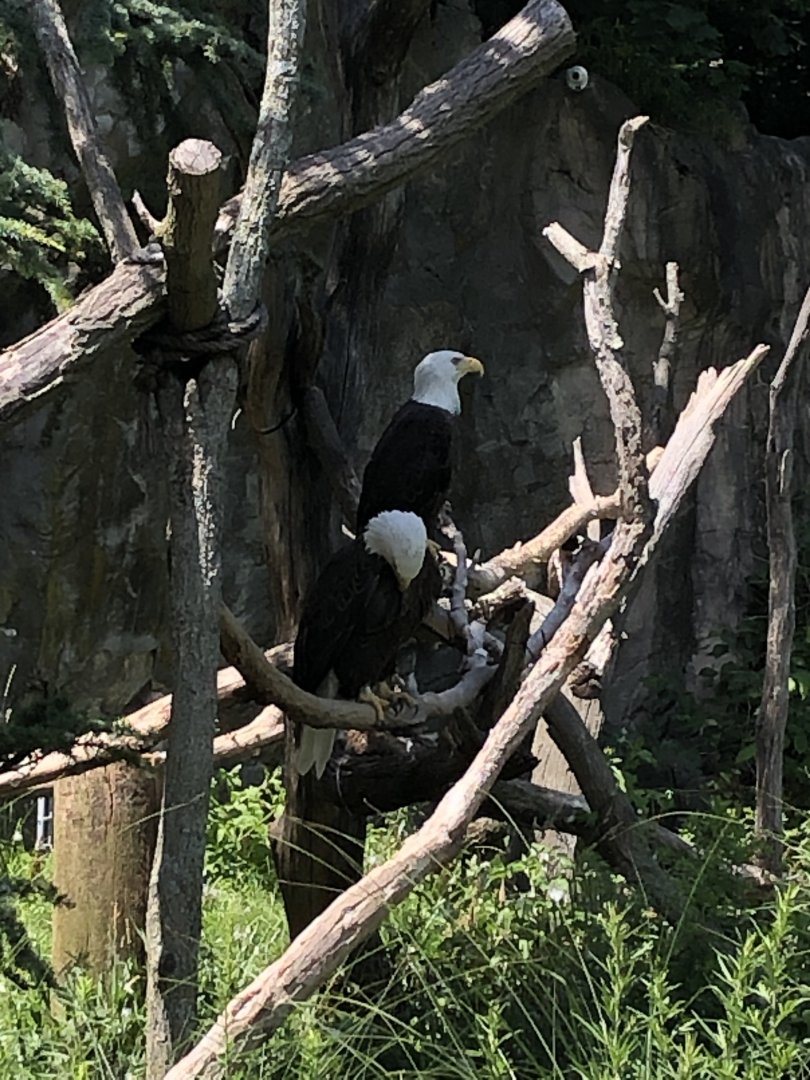 Bald Eagle - July, 2020