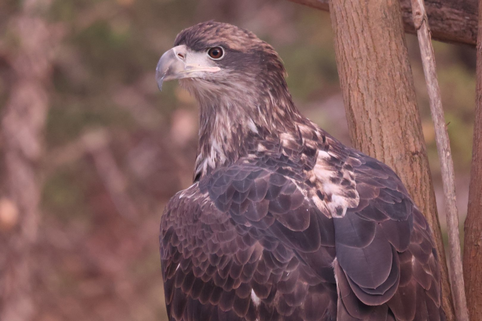 Bald Eagle (Juvenile)