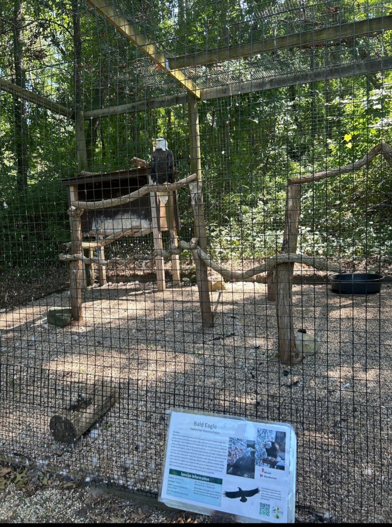 Bald Eagle (Kellogg Bird Sanctuary, Augusta, MI, 8/7/25)