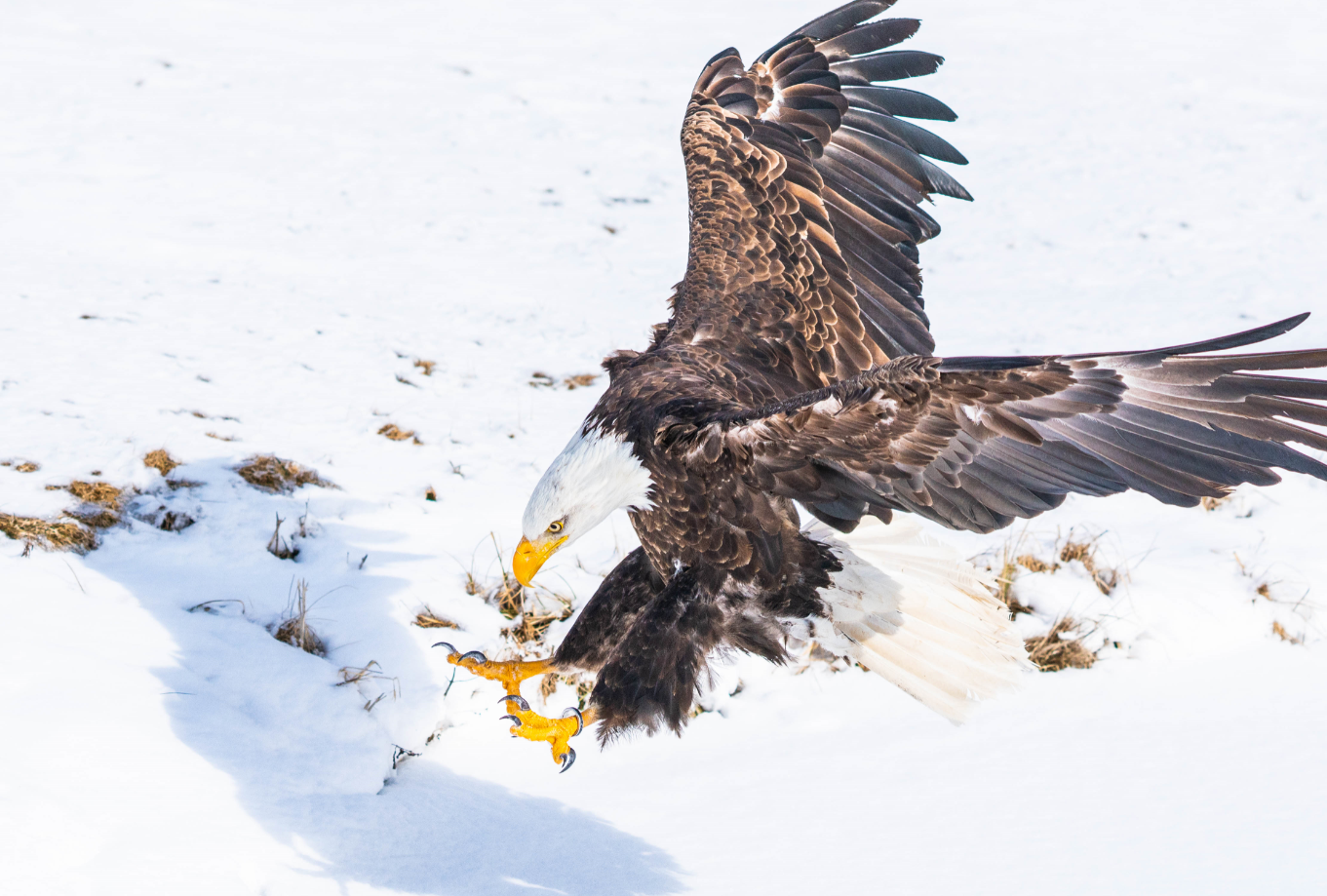 Bald Eagle landing