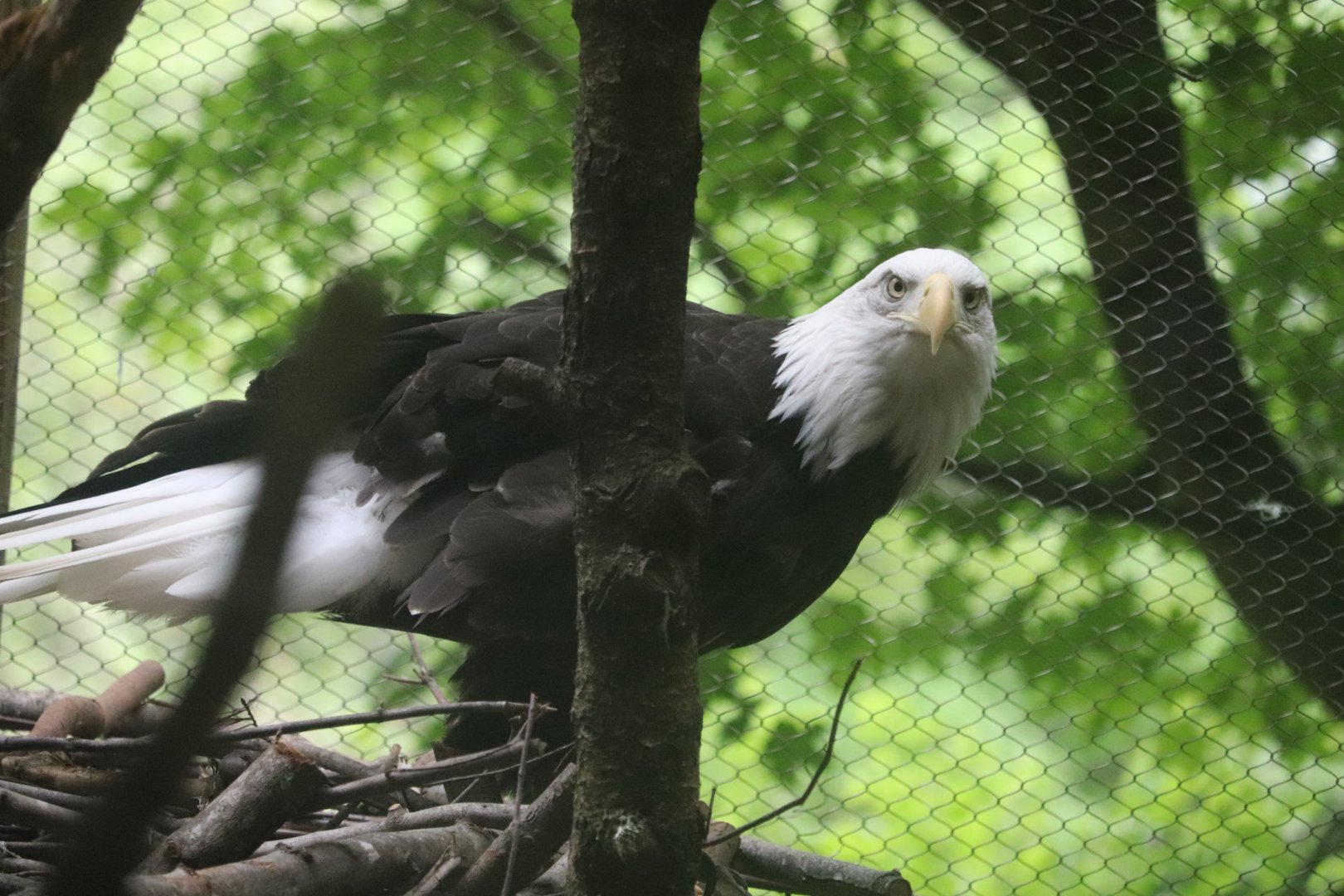 Bald Eagle - Maine Wildlife Park