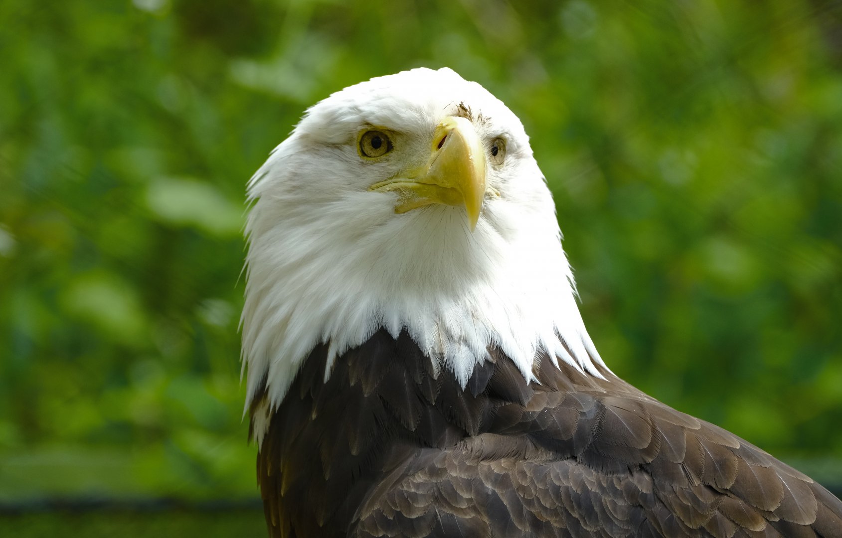 Bald eagle - May 27, 2025