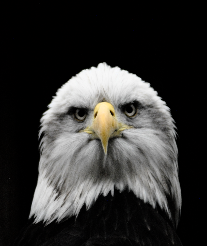 Bald Eagle - Millets Wildside 2024