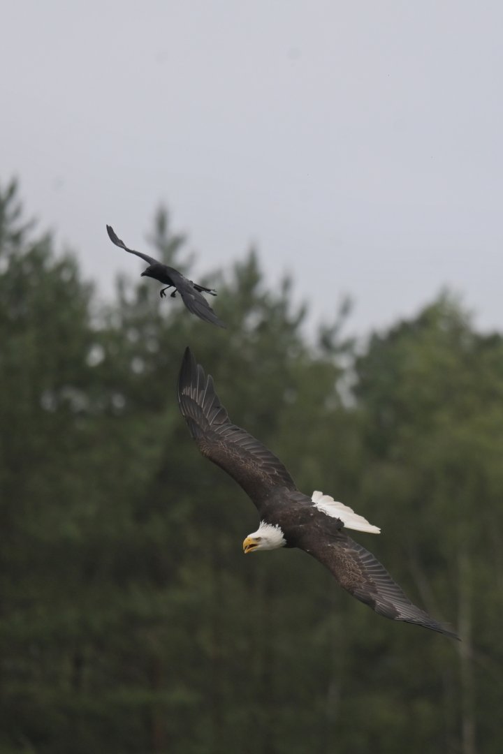 Bald eagle mobbed by local crow
