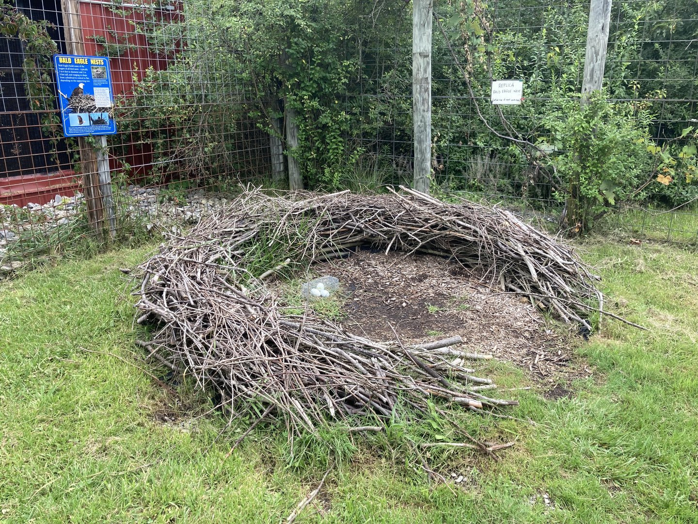 Bald Eagle Nest example