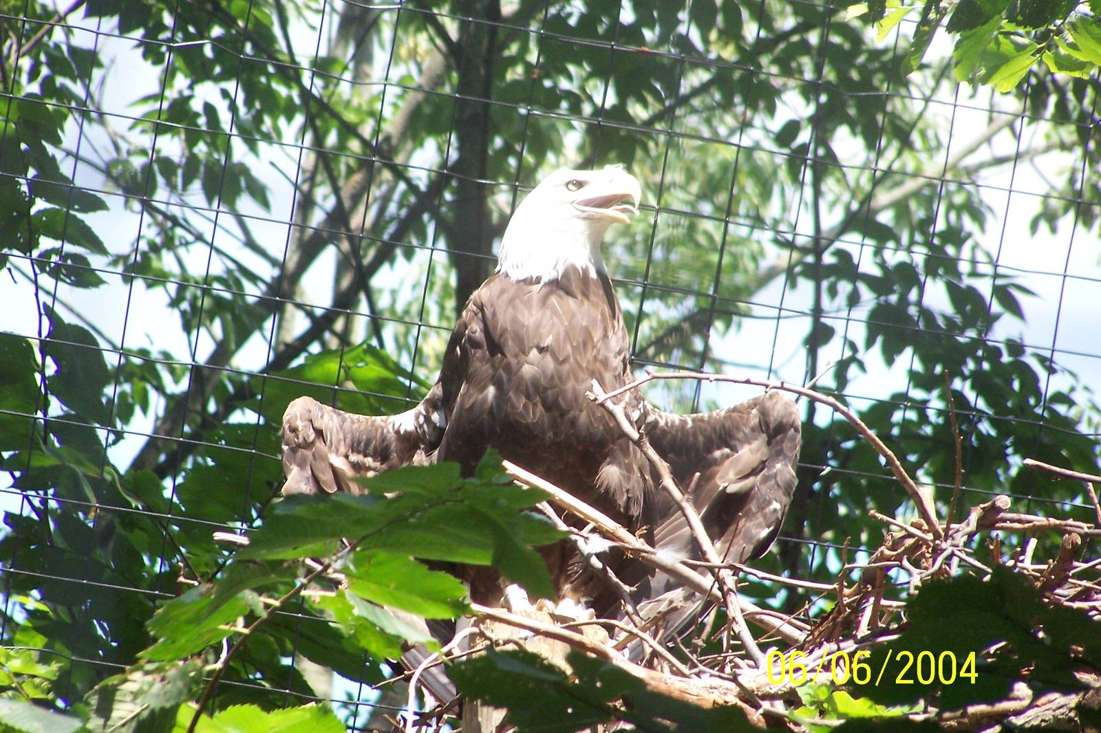 Bald Eagle ~ North America