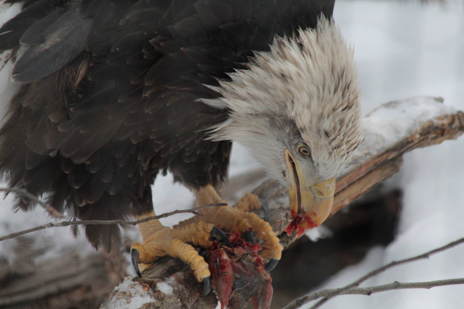 Bald Eagle  - Nov 2012