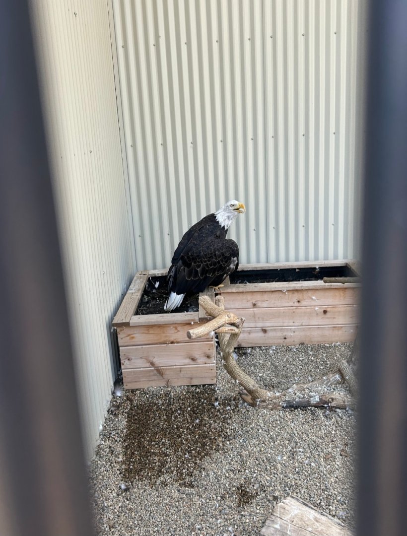 Bald Eagle (Outdoor Discovery Center, Holland, MI, 8/8/25)