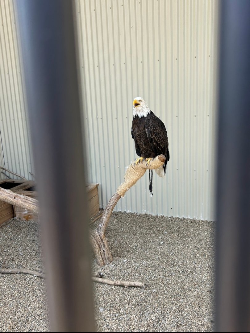 Bald Eagle (Outdoor Discovery Center, Holland, MI, 8/8/25)