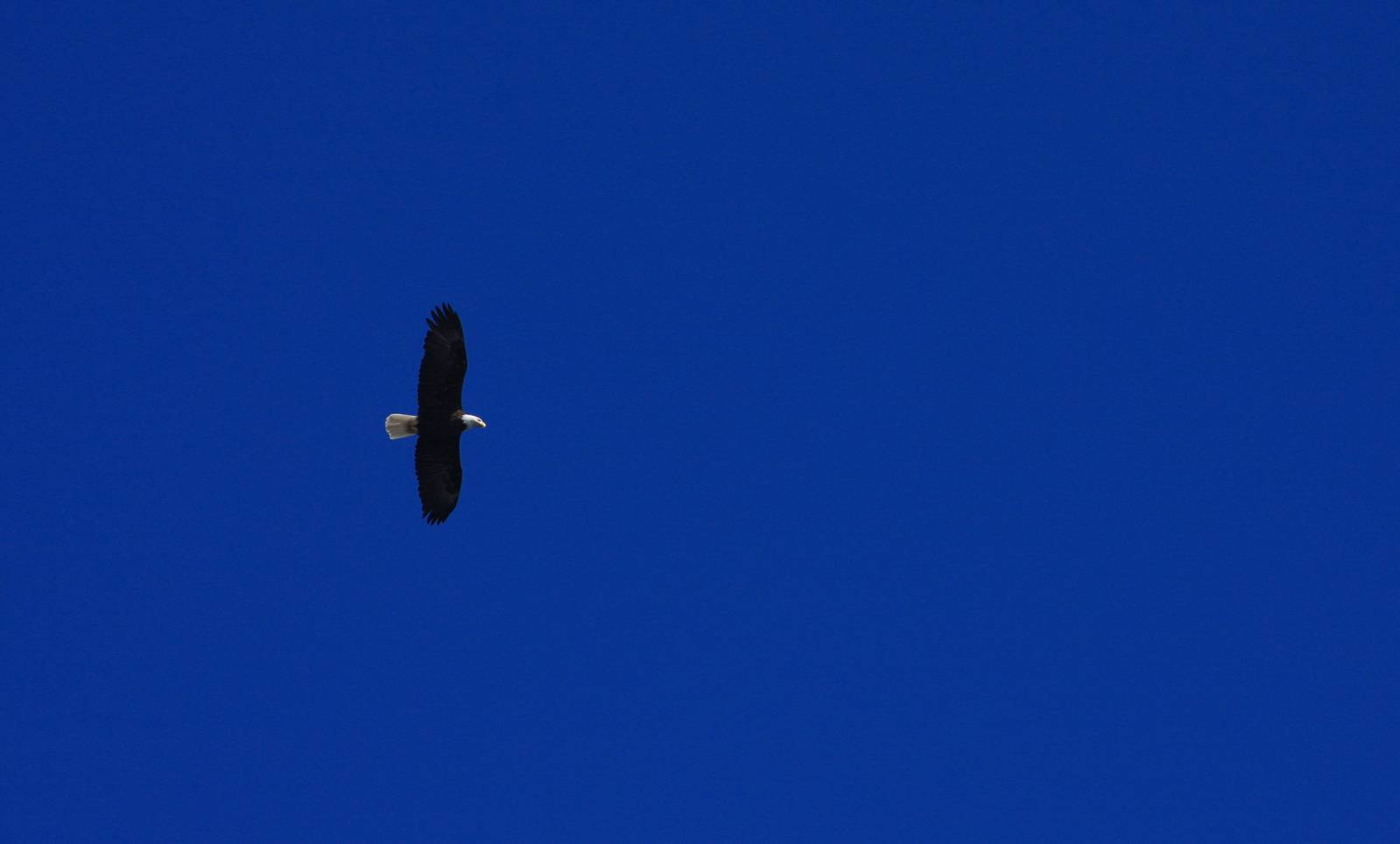 Bald Eagle over Ressurection Bay - Alaska