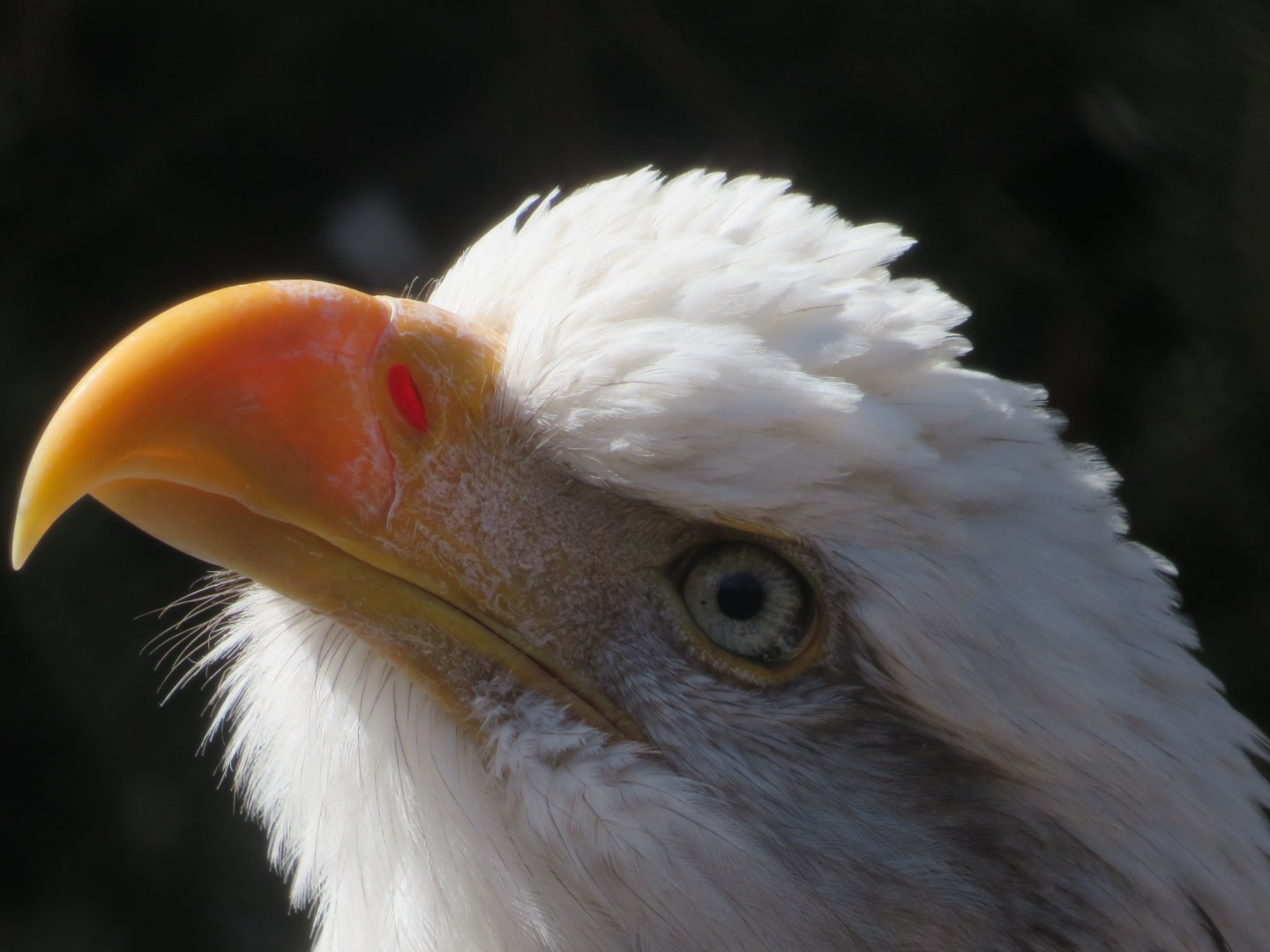 Bald eagle Portrait