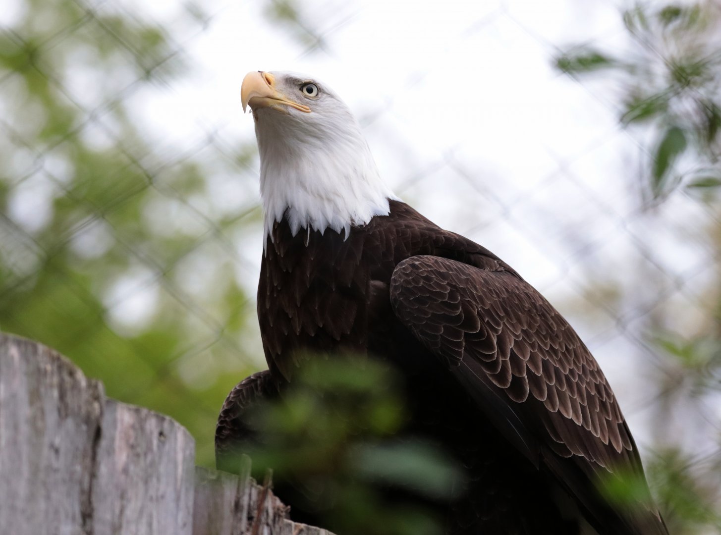 Bald Eagle - Potter Park Zoo - 05/20/19