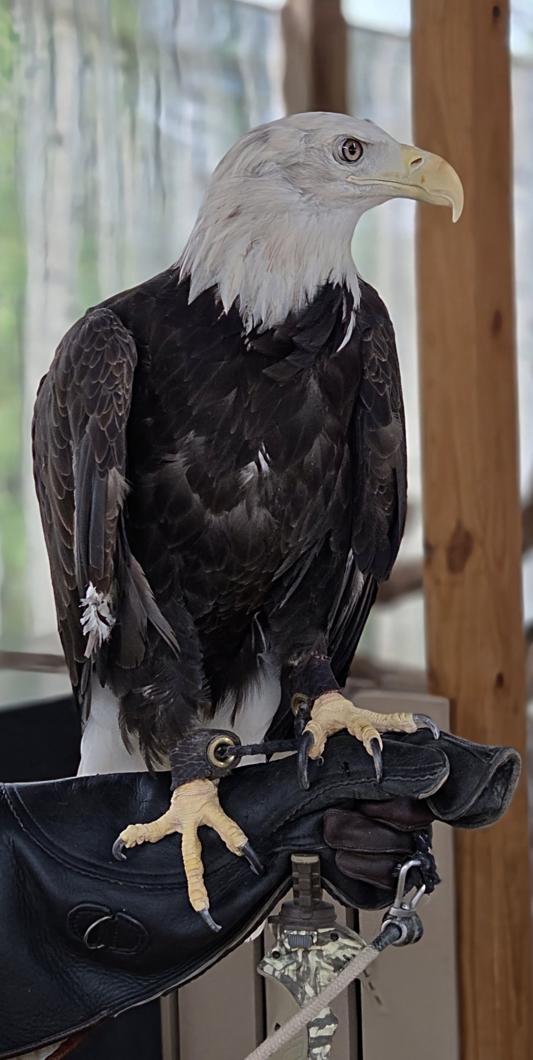 Bald Eagle - Reptile Gardens