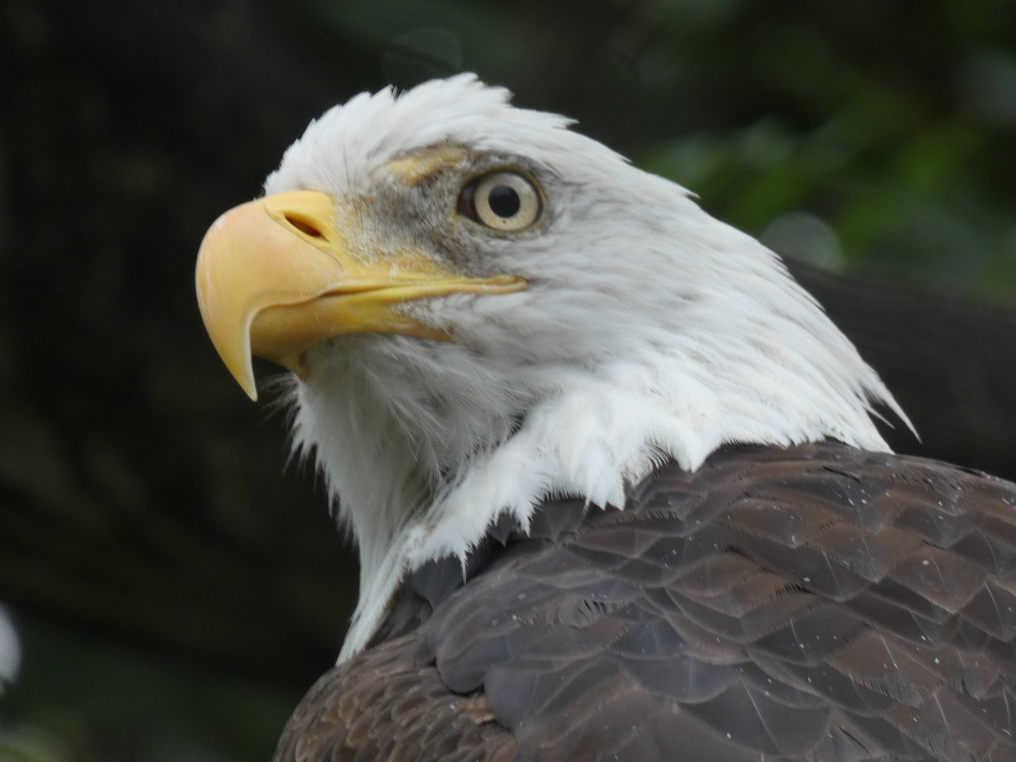 Bald Eagle, Sea Lion, Northwest Passage, Aug. 2020
