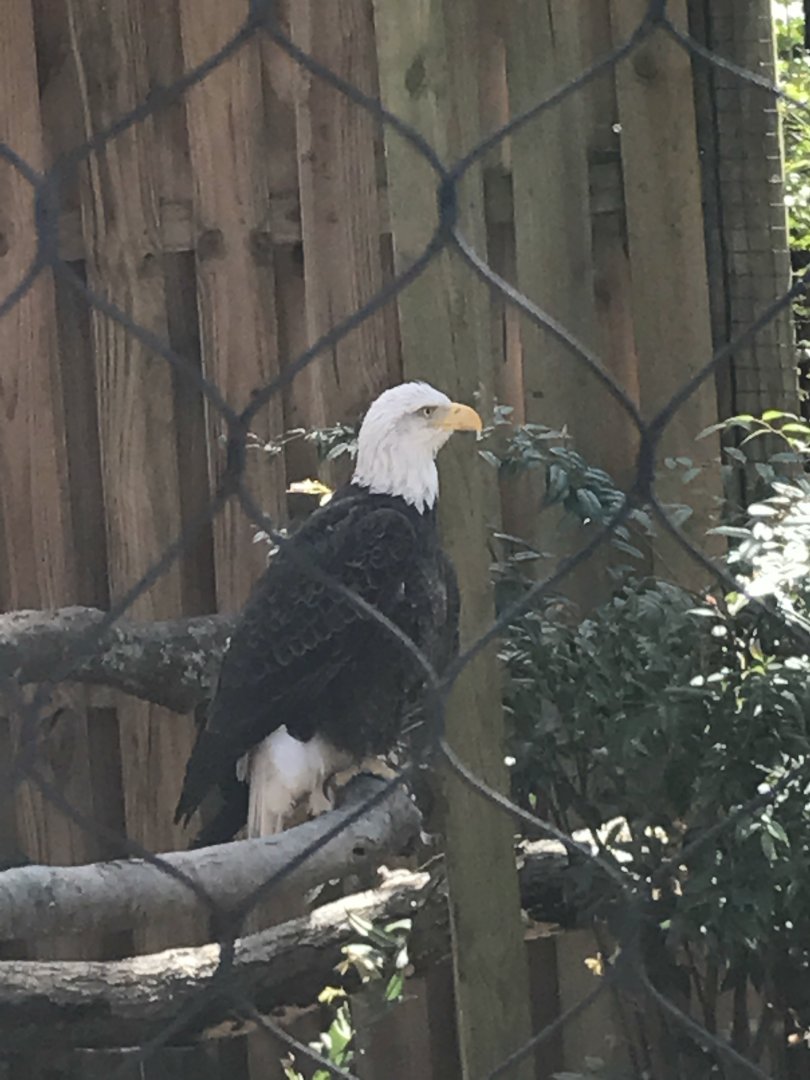 Bald eagle: Sequoyah