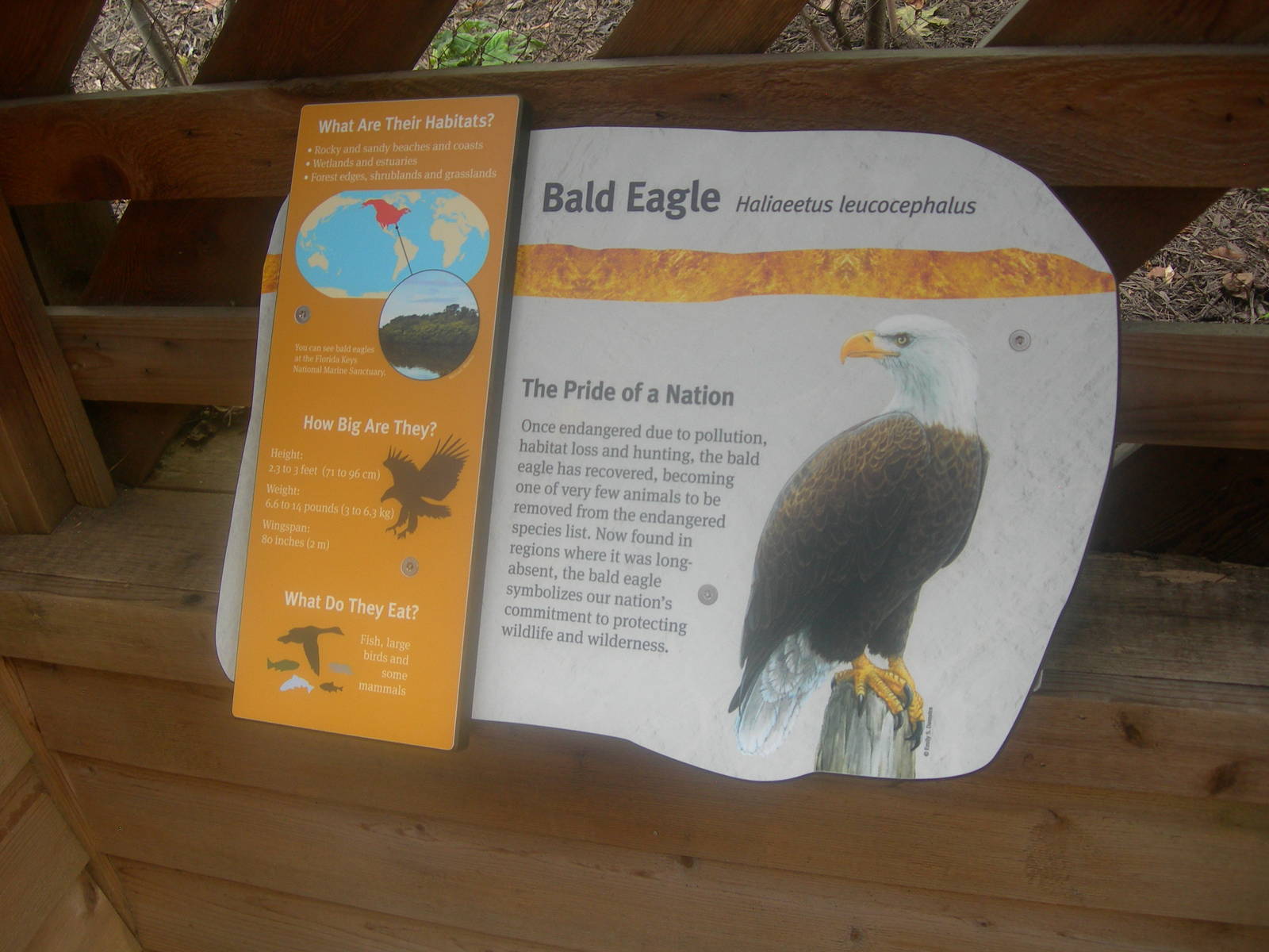 Bald Eagle Sign