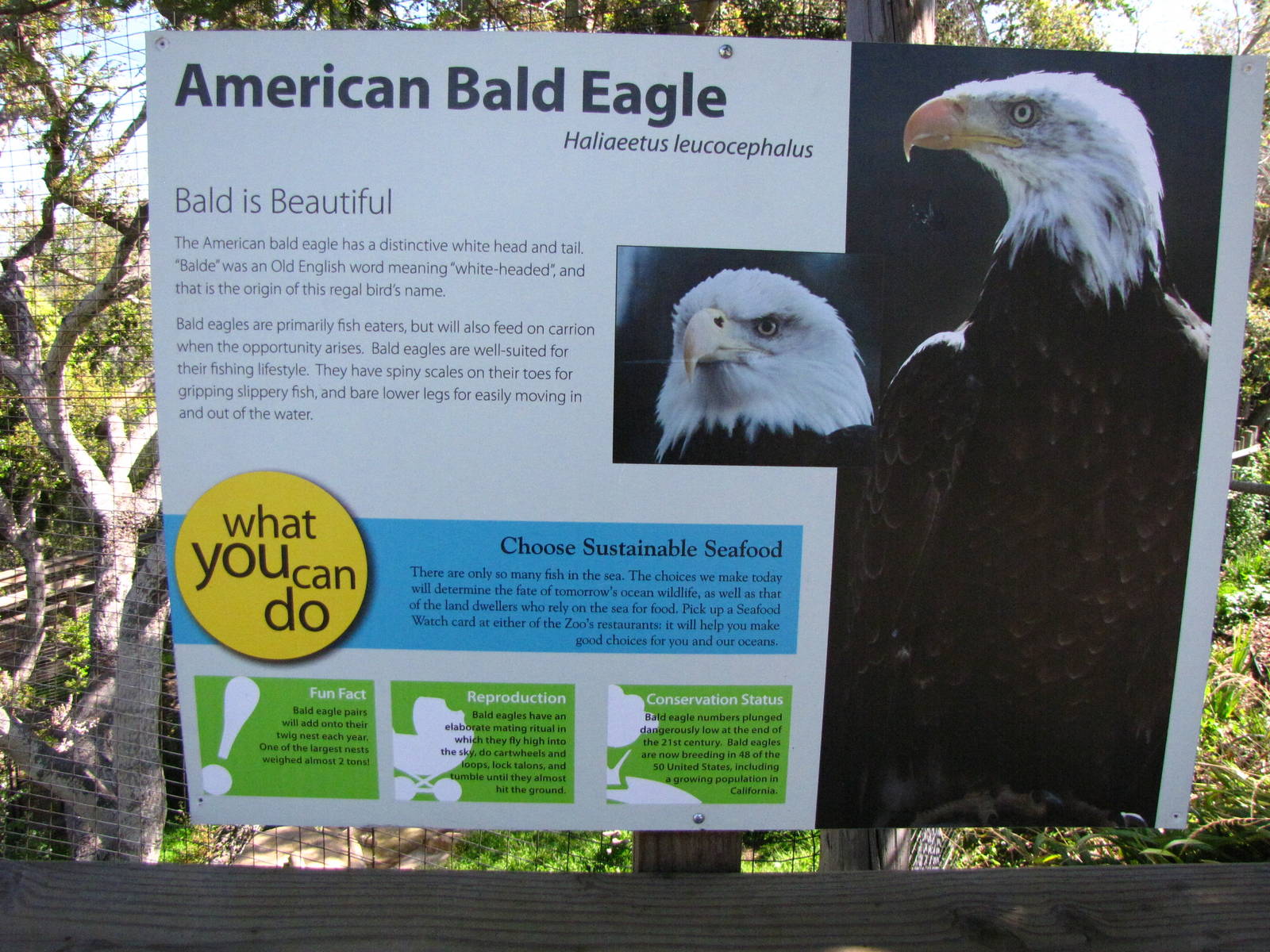 Bald Eagle Signage