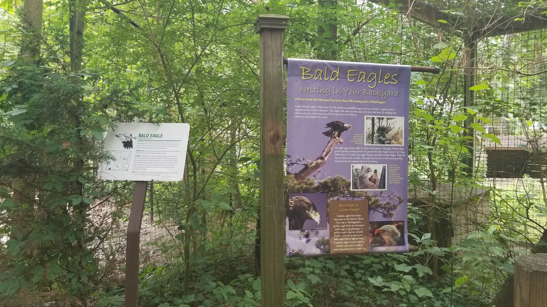 Bald eagle signs