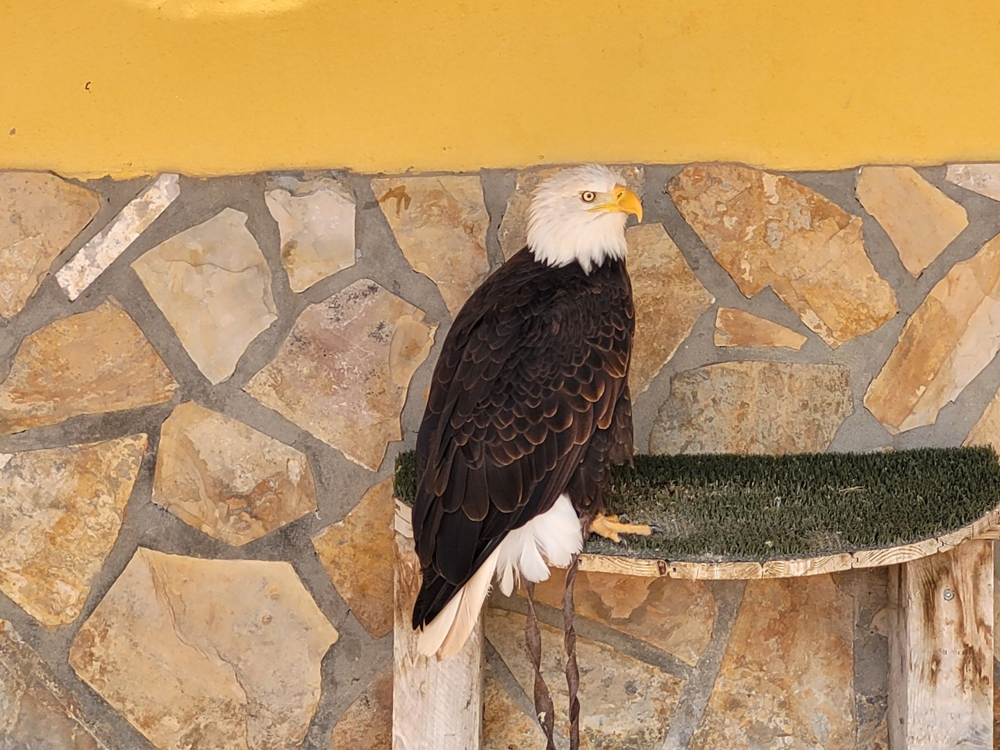 Bald eagle -Tierra Rapaz (2024)