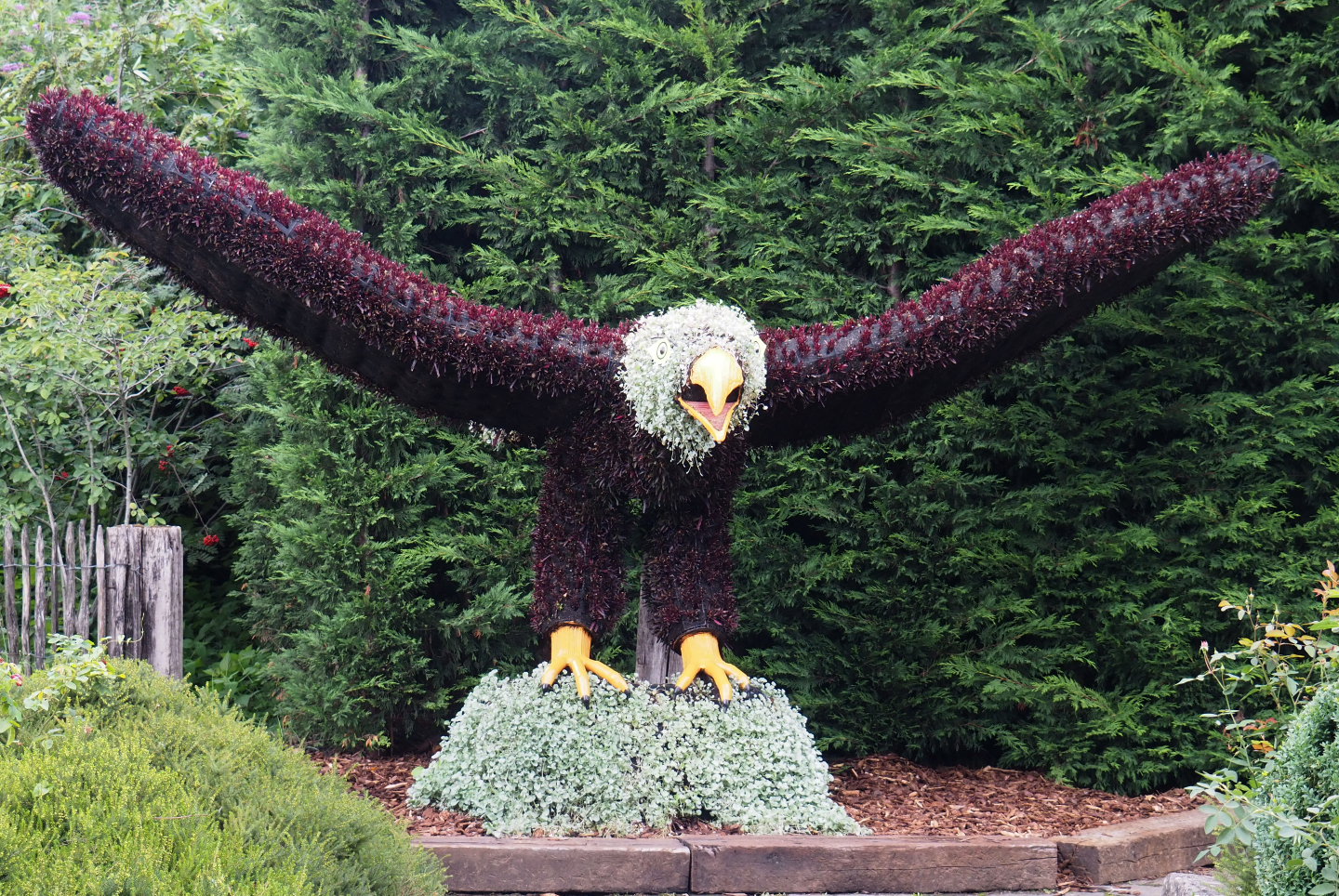 Bald eagle topiary, 2020-09-03