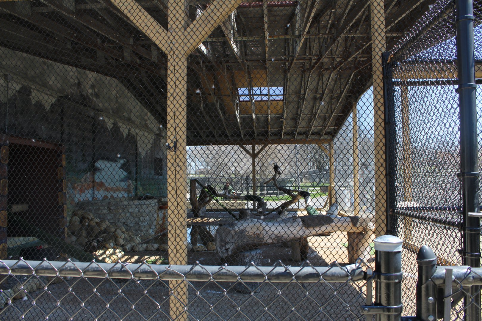 Bald Eagle + Turkey Vulture Avairy