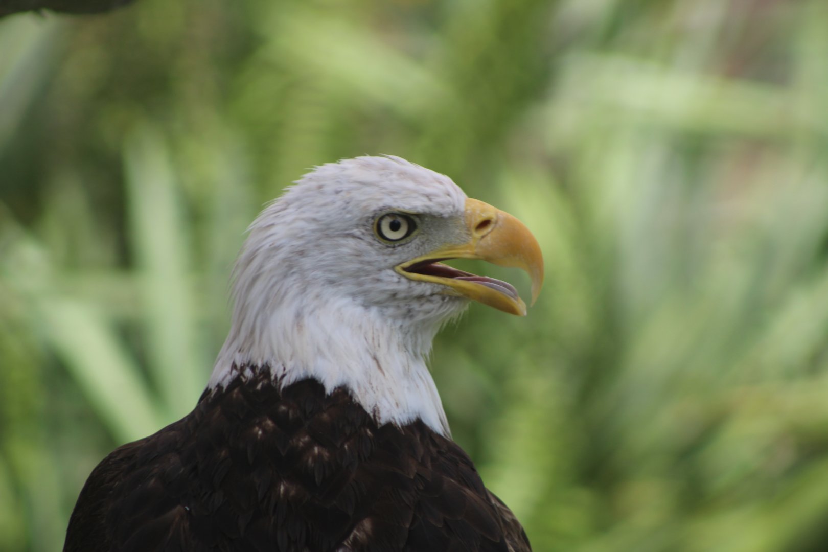 Bald Eagle Up-Close