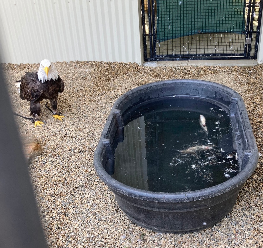 Bald Eagle Vs Fish, Part 1 (Outdoor Discovery Center, Holland MI, 8/8/23)