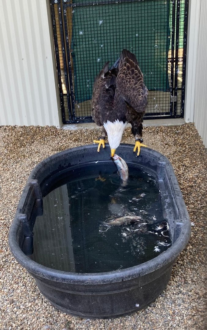 Bald Eagle Vs Fish, Part 3 (Outdoor Discovery Center, Holland MI, 8/8/23)