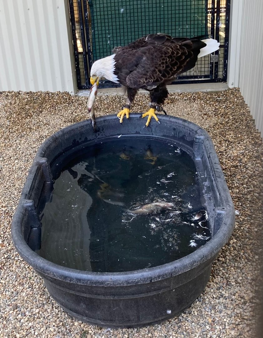 Bald Eagle Vs Fish, Part 4 (Outdoor Discovery Center, Holland MI, 8/8/23)