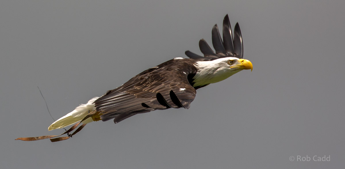 Bald eagle : Whipsnade : 17 Jul 2016