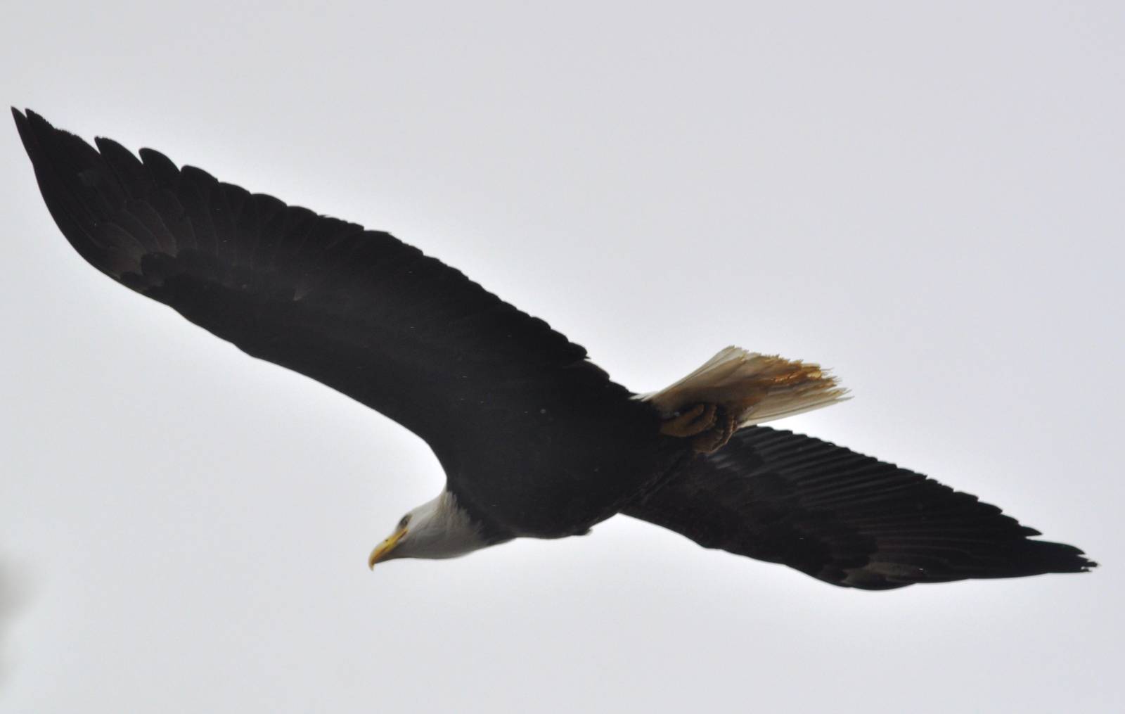 Bald Eagle (wild) flying over AWCC Grounds