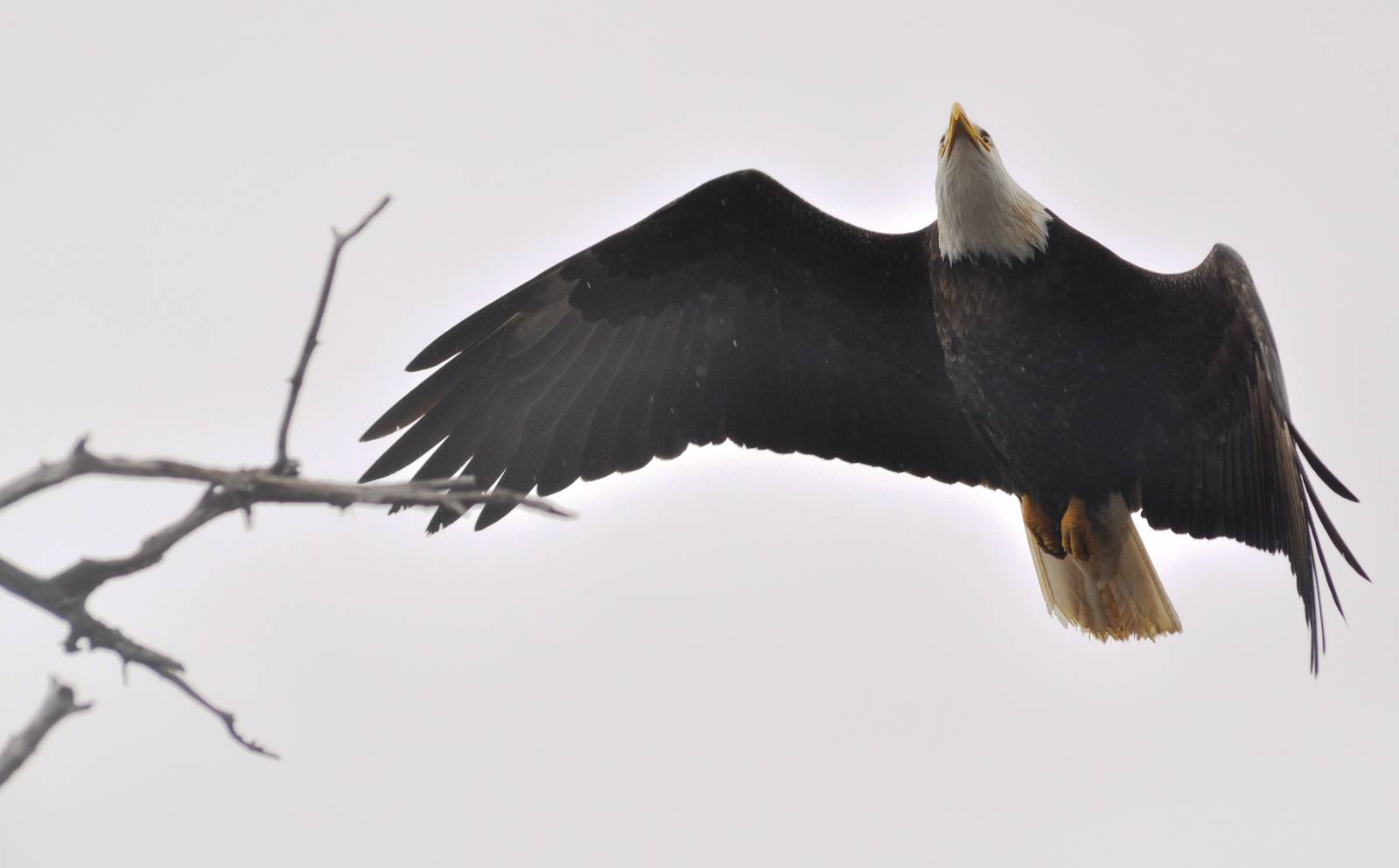 Bald Eagle (wild) flying over AWCC Grounds