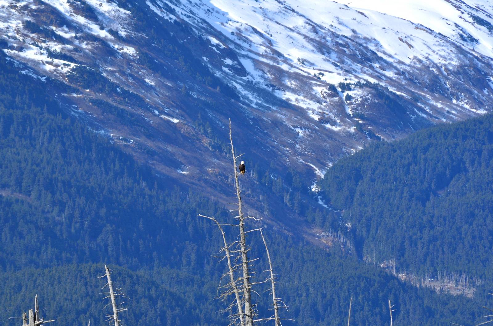 Bald Eagle (wild) over Brown Bear Exhibit.