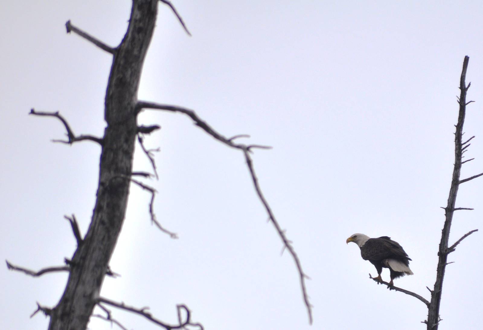 Bald Eagle (wild) overlooking Brown Bear Exhibit